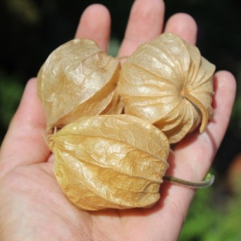 Neu! Andenbeere Schönbrunner Gold (Samen)