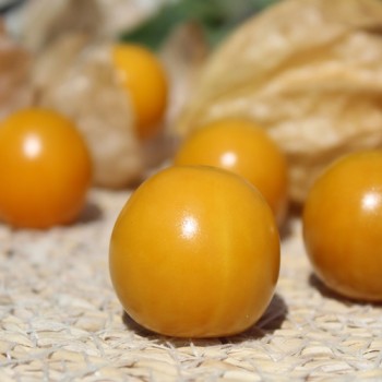 Neu! Andenbeere Schönbrunner Gold (Samen)