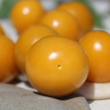 Neu! Andenbeere Schönbrunner Gold (Samen)