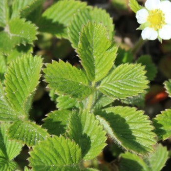 Aprikosenerdbeere Abricot chinoise (Apricot) (Pflanze)