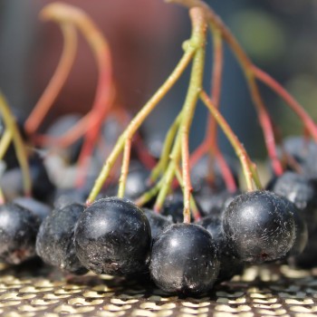 Aronia Aron (Pflanze)