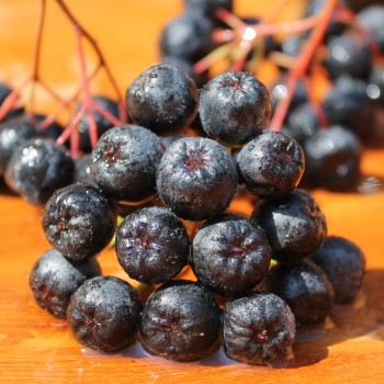 Aronia Aron (Pflanze)