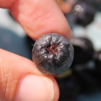 Aronia Aron (Pflanze)