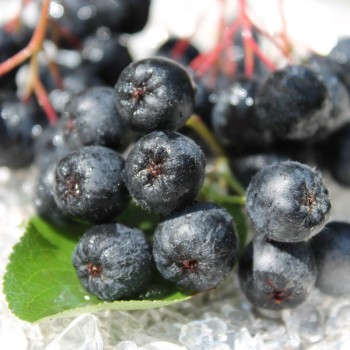 Aronia Aron (Pflanze)