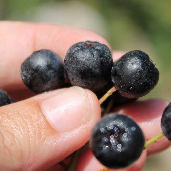Aronia Aron (Pflanze)