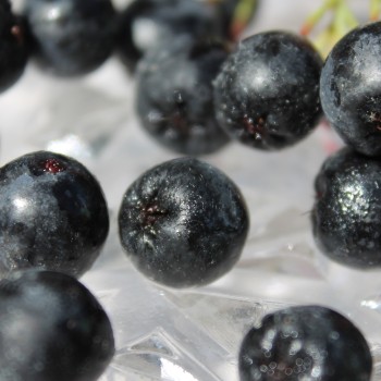Aronia Viking (Pflanze)