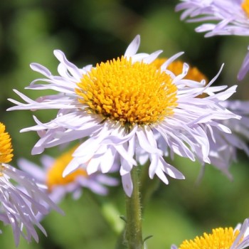 Aster Wartburgstern (Samen)