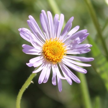 Aster Wartburgstern (Samen)