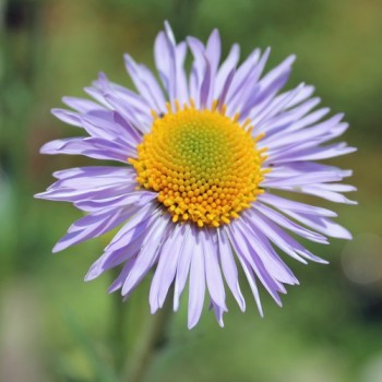 Aster Wartburgstern (Samen)