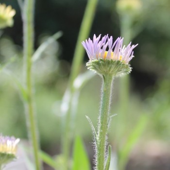 Aster Wartburgstern (Samen)