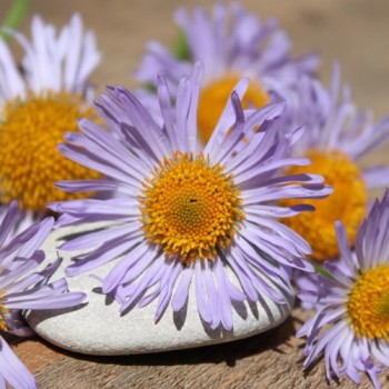 Aster Wartburgstern (Samen)