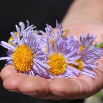 Aster Wartburgstern (Samen)