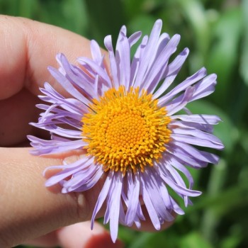 Aster Wartburgstern (Samen)