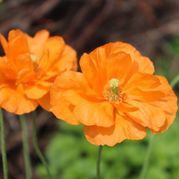 Atlas-Mohn Flore Pleno (Samen)