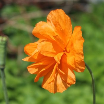Atlas-Mohn Flore Pleno (Samen)