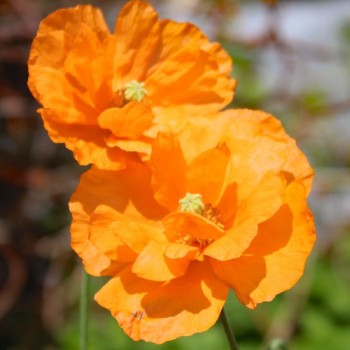 Atlas-Mohn Flore Pleno (Samen)