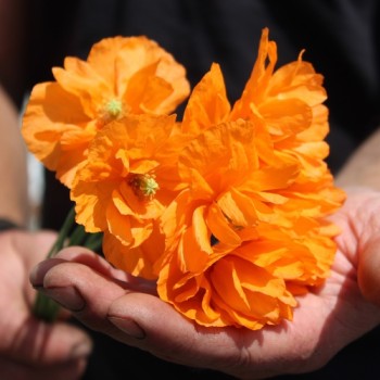 Atlas-Mohn Flore Pleno (Samen)