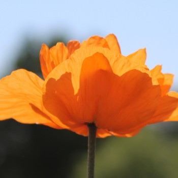 Atlas-Mohn Flore Pleno (Samen)