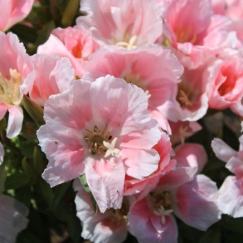 Atlasblume - Sommerazalee Sybil Sherwood (Samen)