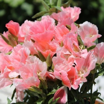 Atlasblume - Sommerazalee Sybil Sherwood (Samen)