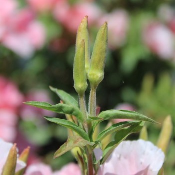 Atlasblume - Sommerazalee Sybil Sherwood (Samen)