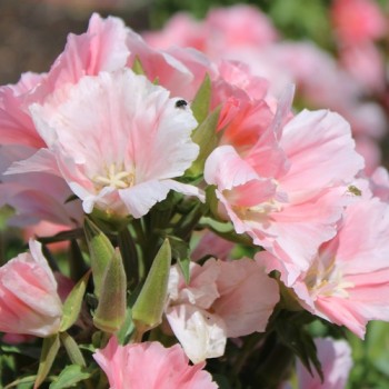 Atlasblume - Sommerazalee Sybil Sherwood (Samen)