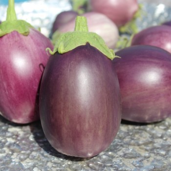 Aubergine Arumugam’s (freilandgeeignet) (Samen)