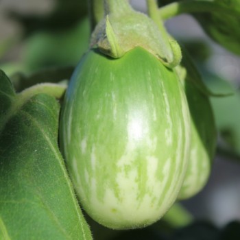 Aubergine Arumugam’s (freilandgeeignet) (Samen)