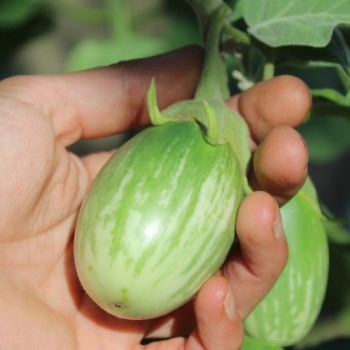 Aubergine Arumugam’s (freilandgeeignet) (Samen)