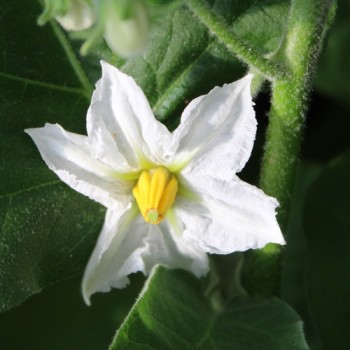 Aubergine Arumugam’s (freilandgeeignet) (Samen)