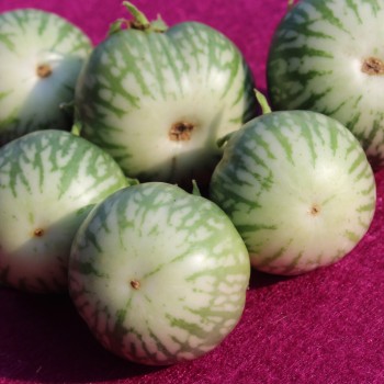 Aubergine Baby Marbled (Samen)