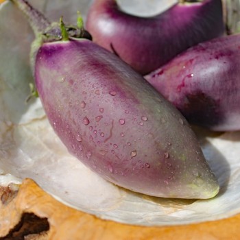 Aubergine Black Champion (Samen)