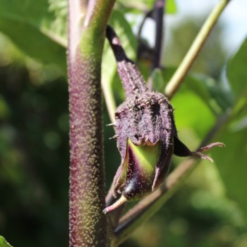 Aubergine Black Champion (Samen)
