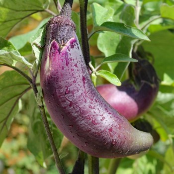 Aubergine Black Champion (Samen)