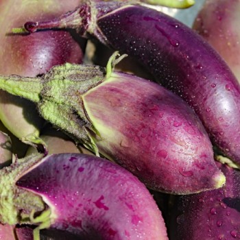 Aubergine Black Champion (Samen)