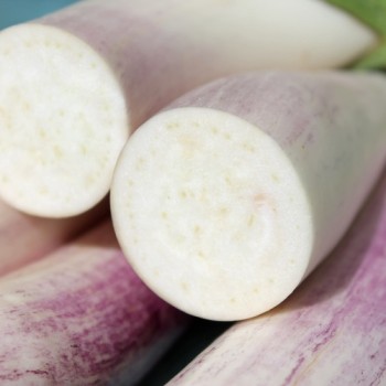 Aubergine Bride (Samen)