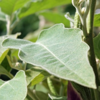 Aubergine Bride (Samen)