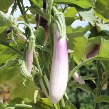 Aubergine Bride (Samen)