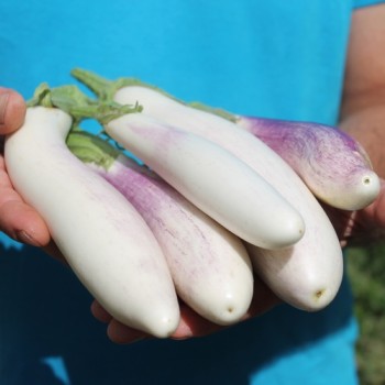 Aubergine Bride (Samen)
