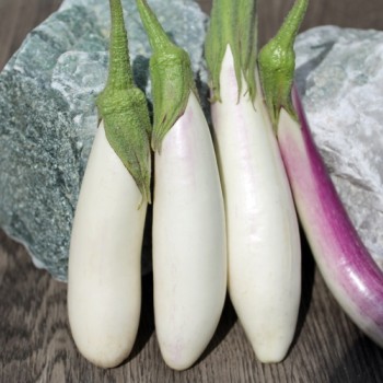 Aubergine Bride (Samen)