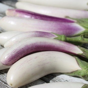 Aubergine Bride (Samen)