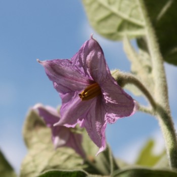 Aubergine Bride (Samen)