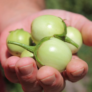 Aubergine Dwarf Lime (freilandgeeignet) (Samen)