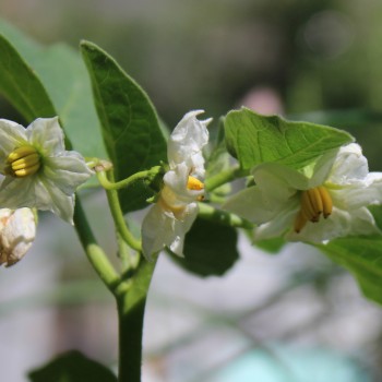 Aubergine Dwarf Lime (freilandgeeignet) (Samen)