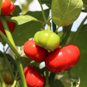 Aubergine Goyo Kumba (Samen)