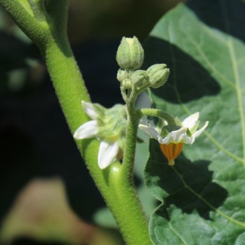 Aubergine Goyo Kumba (Samen)