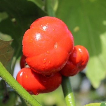 Aubergine Goyo Kumba (Samen)