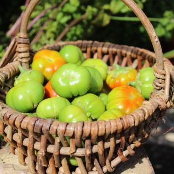 Aubergine Goyo Kumba (Samen)