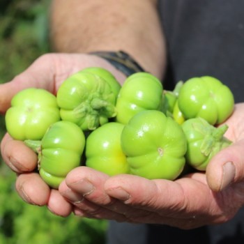 Aubergine Goyo Kumba (Samen)