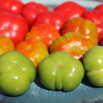 Aubergine Goyo Kumba (Samen)